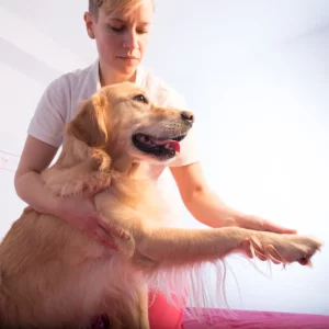 Tierärztin praktiziert Physiotherapie mit einem Hund